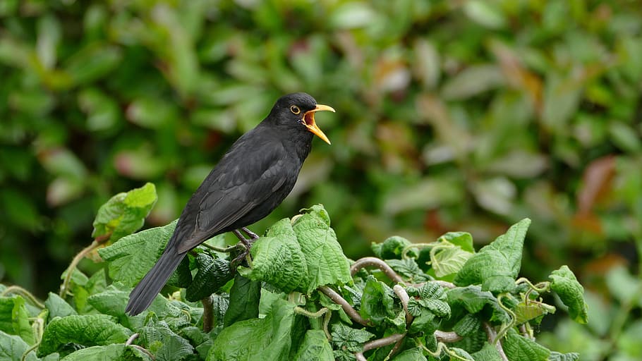 Blackbird, Black Bird, Songbird, Garden, blackbird male, summer, HD wallpaper