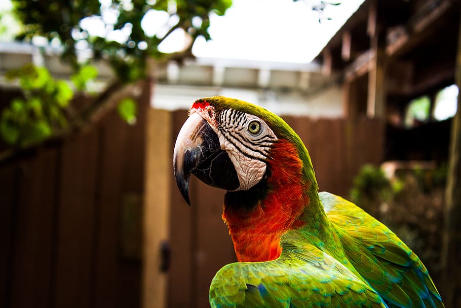 tilt shift lens photography of green and red parrot bird, selective focus photography of green and red parrot HD wallpaper