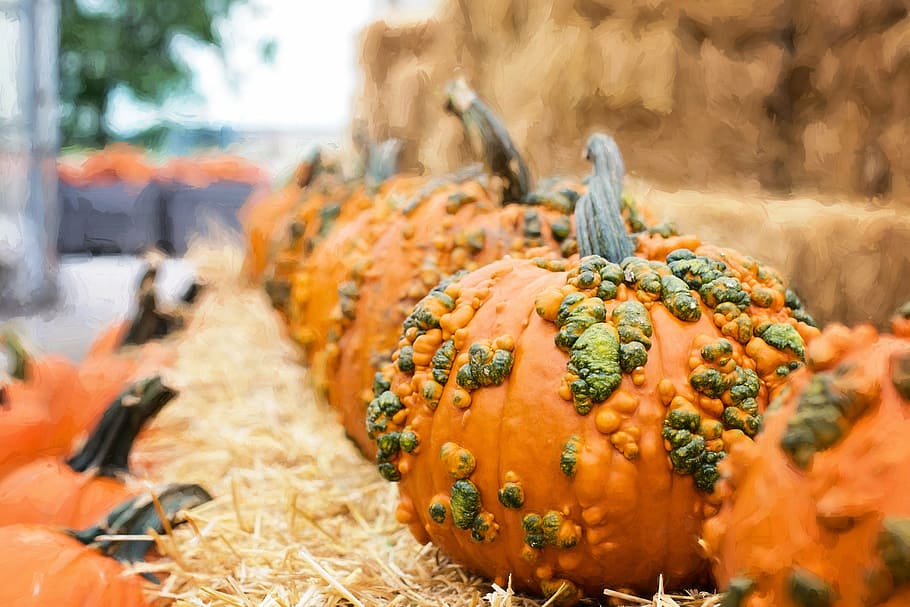 orange pumpkins, autumn, fall, decoration, autumn background HD wallpaper