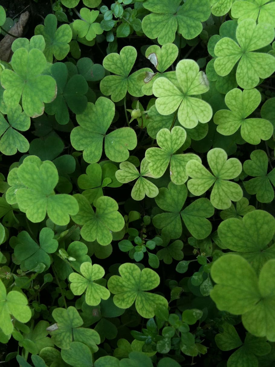 clover, leaf, green, nature, plant, garden, green color, full frame HD wallpaper