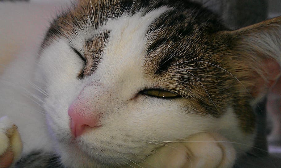 Cat, Pet, Cute, Face, Kitty, Feline, face cat, domestic animals HD wallpaper