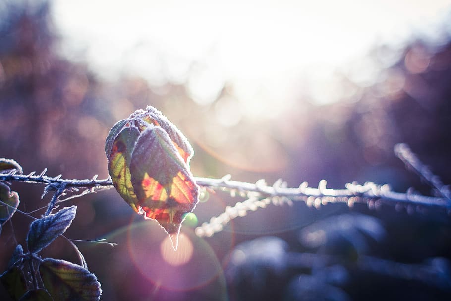 A Leaf in Morning Dew, forest, sunlights, nature, winter, frost, HD wallpaper