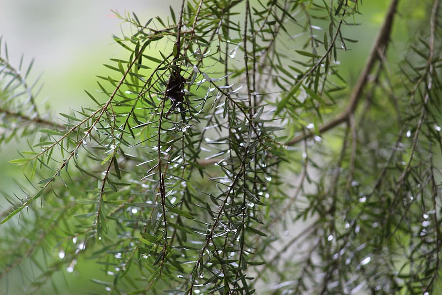 rain drops, splash, leaves, greenery, plant, green color, tree HD wallpaper