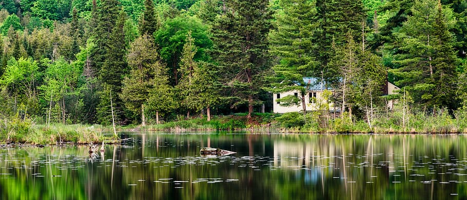 cabin, forest, grass, lake, landscape, nature, outdoors, panoramic HD wallpaper