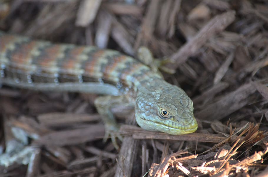 Lizard, Reptile, Snake, Nature, Animal, viper, wild, wildlife HD wallpaper