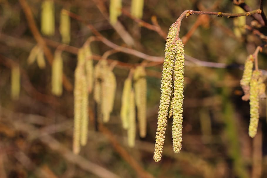 flowers, birch, forest, nature, plant, growth, beauty in nature HD wallpaper