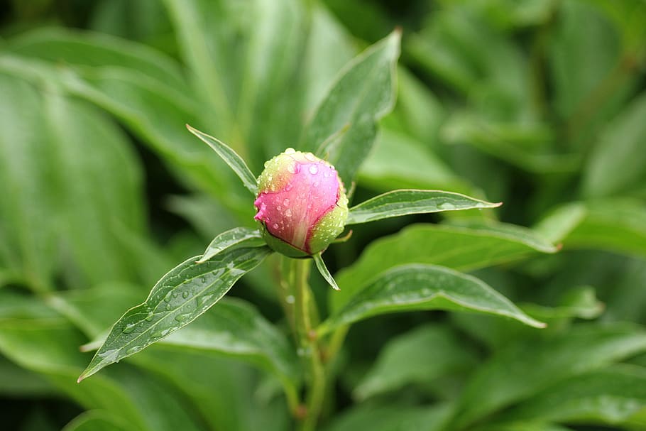 selective focus photography of pink peony bud, boost, flower buds HD wallpaper