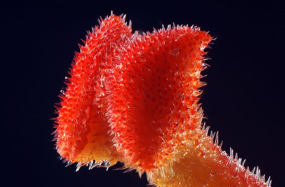 flora, tiny, pistil, macro, black background, close-up, orange color HD wallpaper