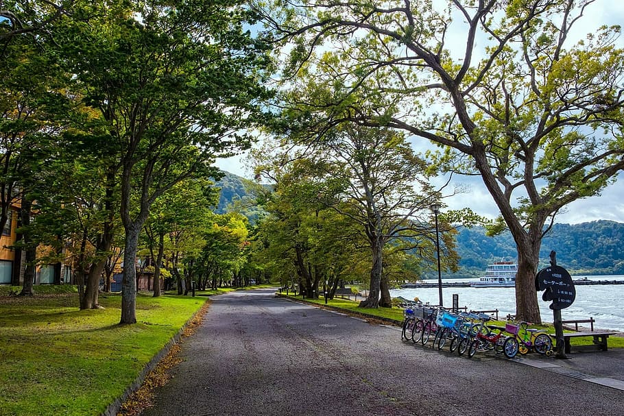 Japan, View, Parks, tree, nature, transportation, day, outdoors HD wallpaper