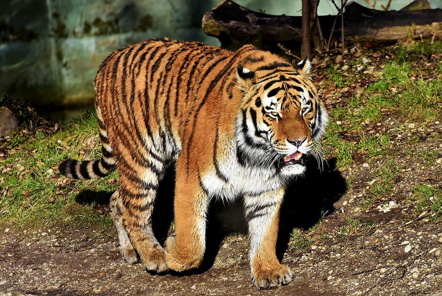 brown and white tiger, cat, predator, wildcat, big cat, tiger head HD wallpaper