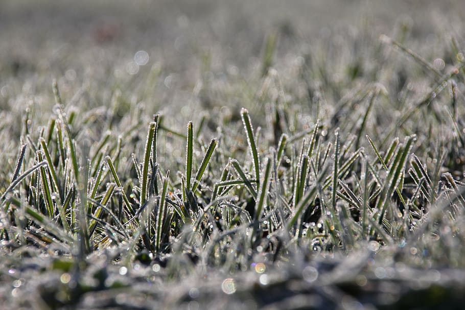 grass, frost, cold, winter, hoarfrost, ice, new year's eve HD wallpaper