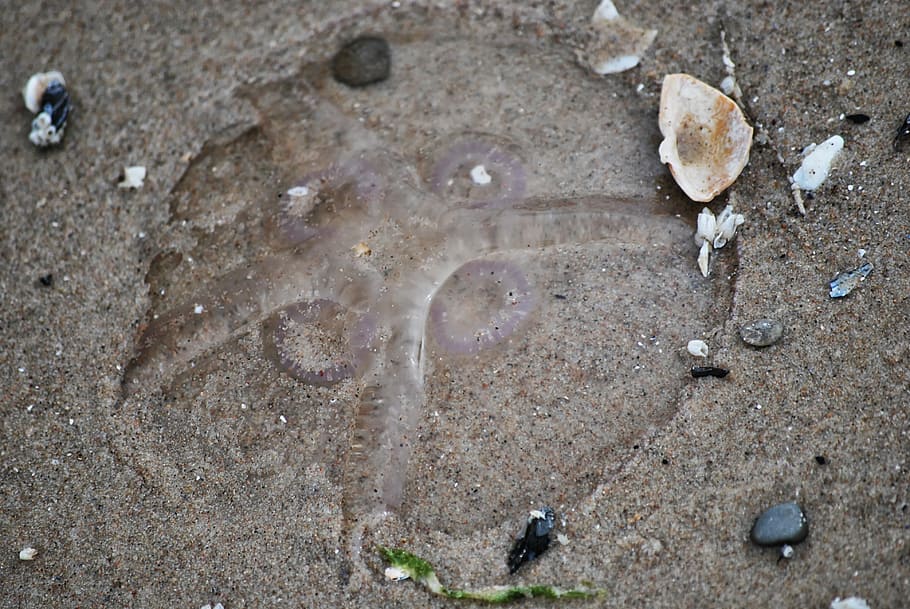 jellyfish, beach, sand, land, high angle view, nature, day HD wallpaper