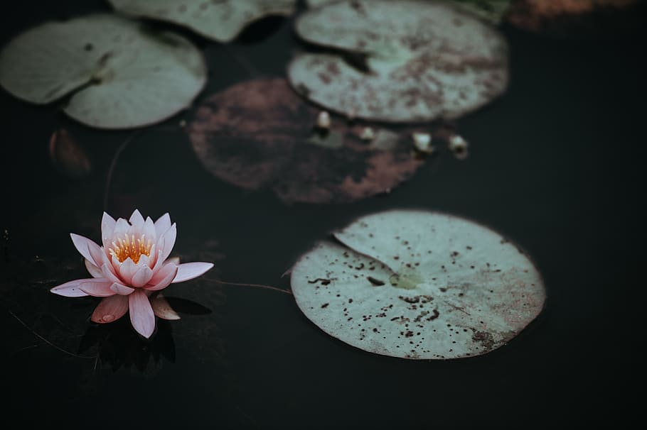 low-light photo of pink lotus flower, pink succulent plant floating on water HD wallpaper