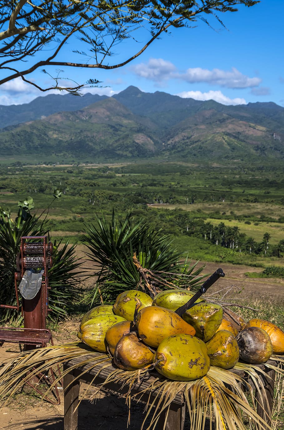 coconut shells on table, cuba, trinidad, food and drink, healthy eating HD wallpaper