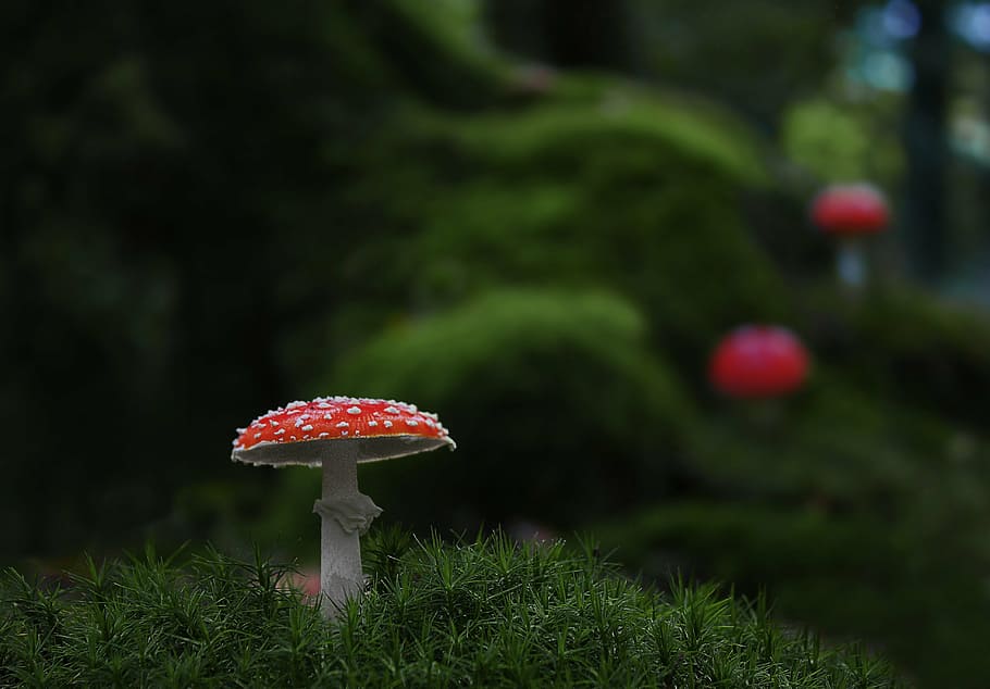 HD wallpaper: shallow focus photography of red and white mushroom, mushrooms - Wallpaper Flare