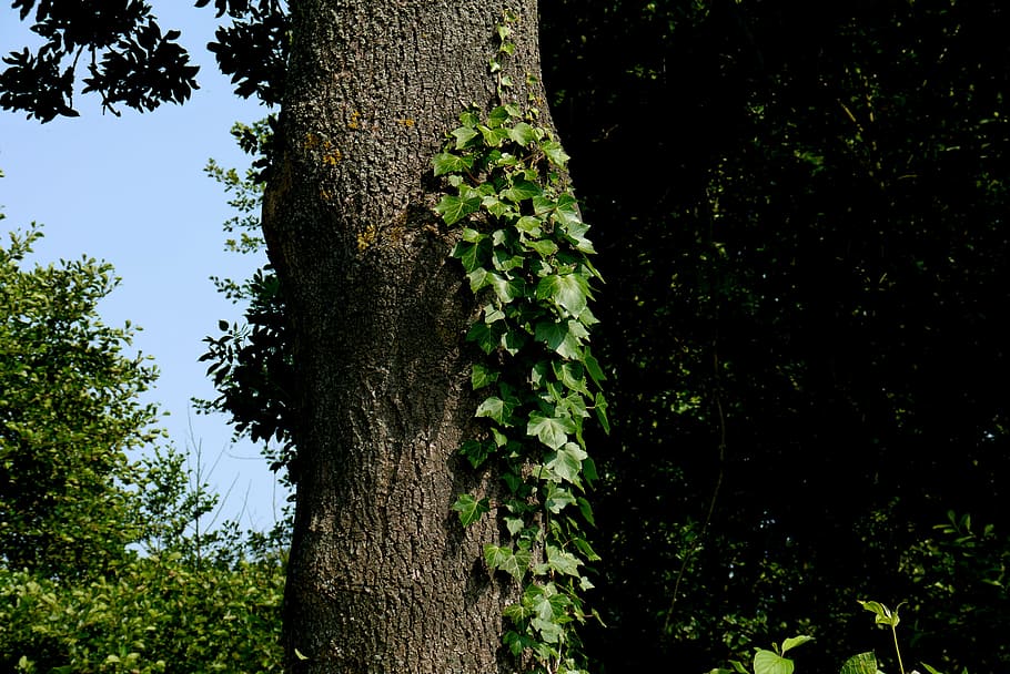 ivy, tree, ranke, green, make the most of, plant, growth, trunk HD wallpaper