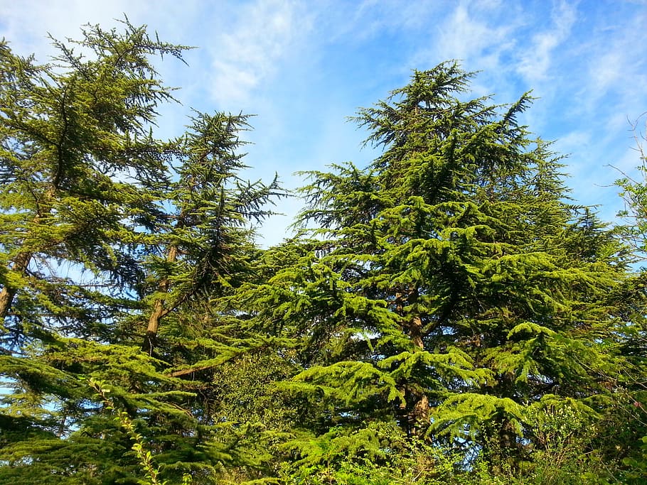 nature, tree, botanic, tbilisi, georgia, natural, green, leaf HD wallpaper
