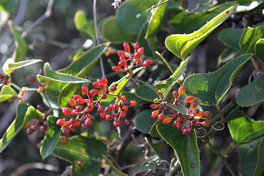 shrub, mediterranean, mountain, wild, aladierno, thicket, fleshy fruit HD wallpaper