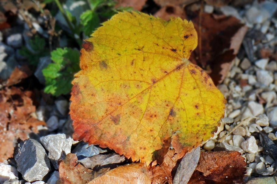 leaves, foliage leaf, autumn, dry, withers, fall foliage, fall color HD wallpaper