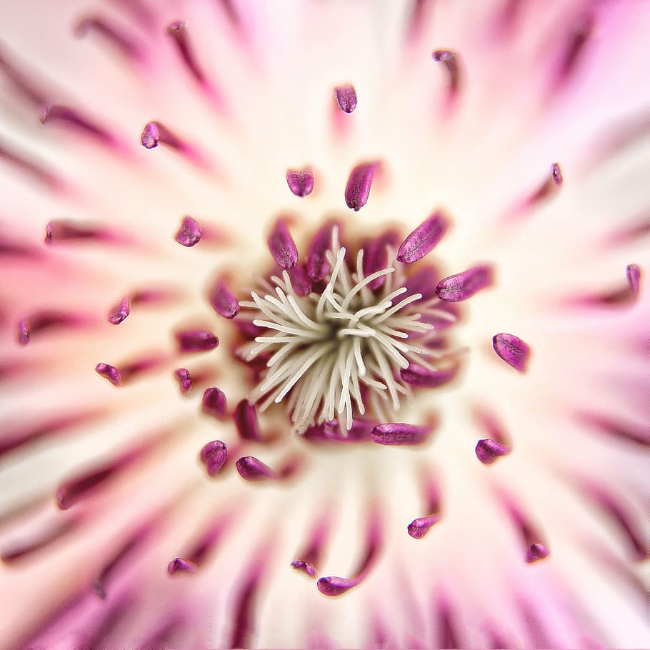 micro photography of pink Chrysanthemum flower, clematis, blossom HD wallpaper