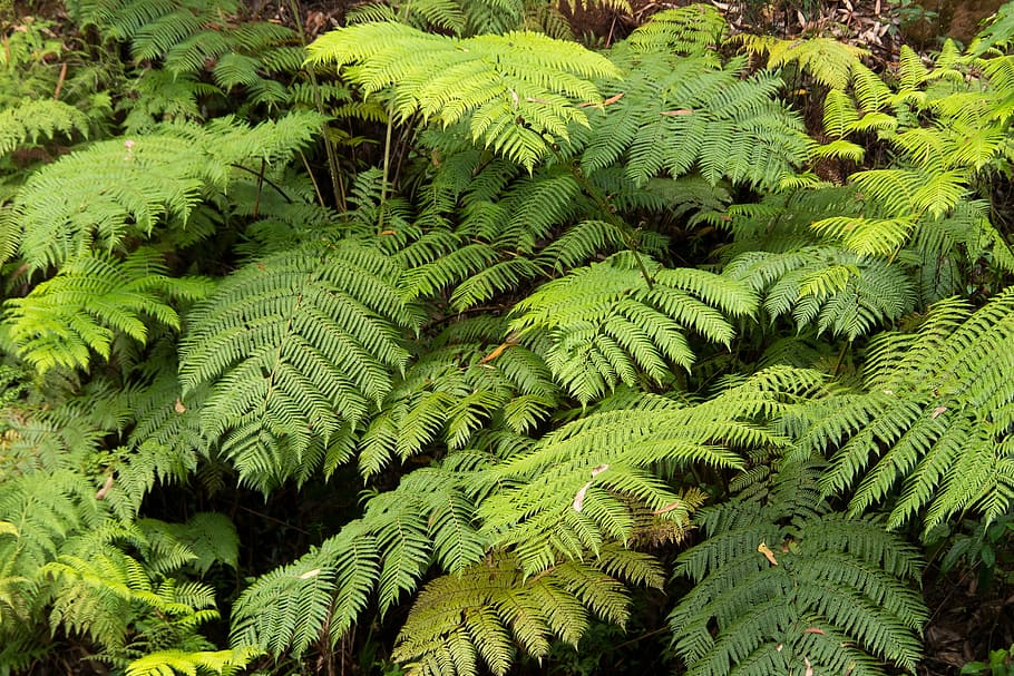 ferns, fronds, green, foliage, rainforest, lush, sub-tropical HD wallpaper