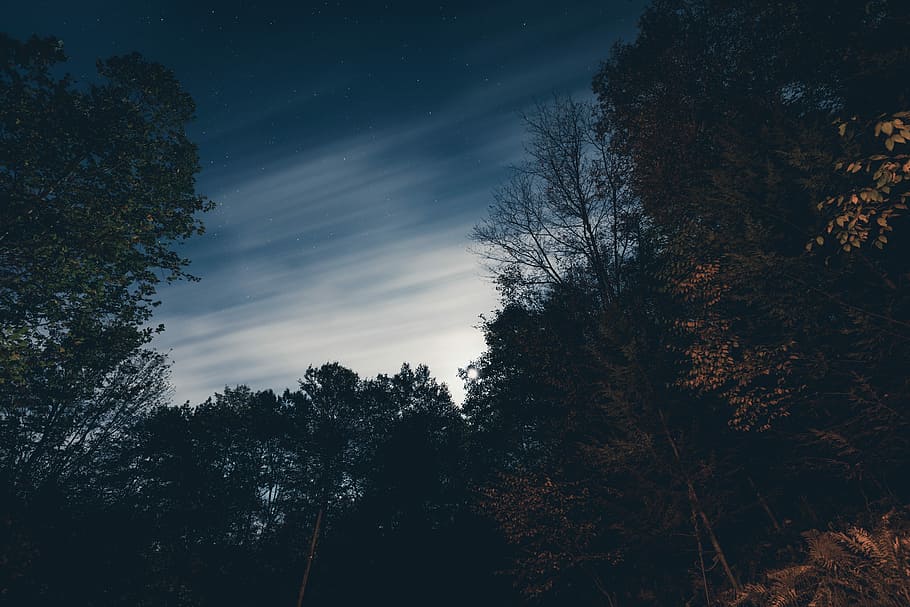 silhouette of trees under blue sky, silhouette photo of trees HD wallpaper