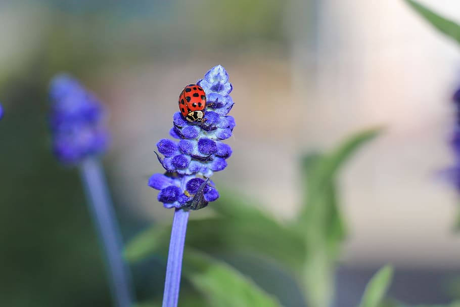 nature, ladybug, beetle, insect, lucky charm, flower, red, points HD wallpaper