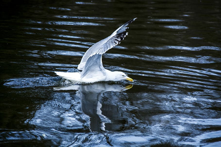 white seagull flying above body of water, selective focus photo of of ring-billed gull on large body water, HD wallpaper