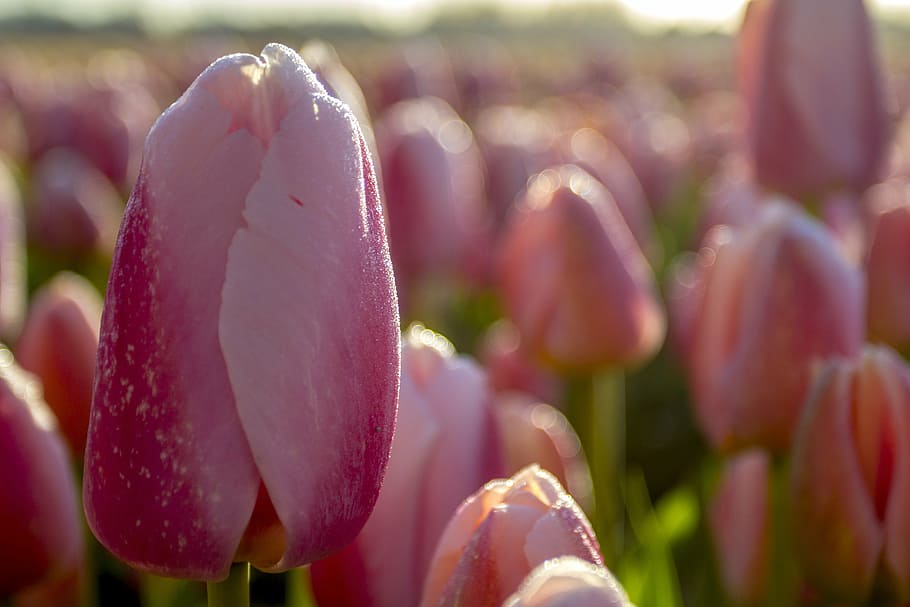 pink tulip in shallow photo, netherlands, flower, spring, morning, HD wallpaper