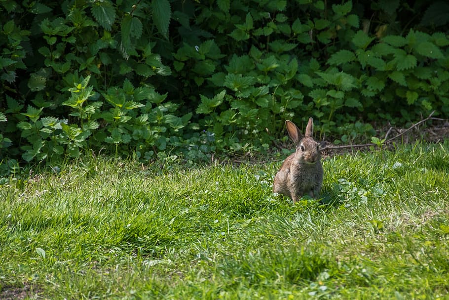Hare, Rabbit, Meadow, Nature, Casting, city park, rodent, animals HD wallpaper