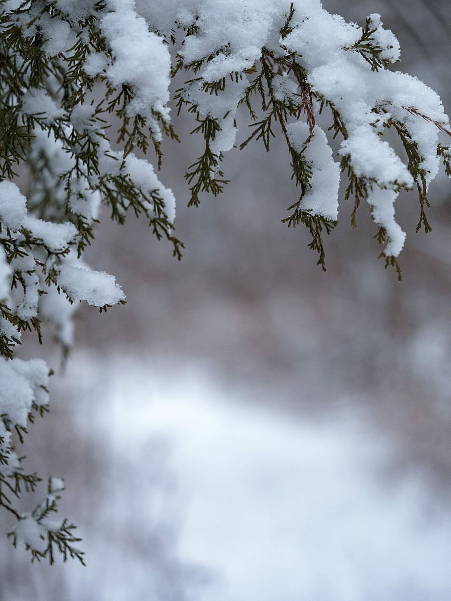 green tree with snow selective photography, tree coated with snow HD wallpaper