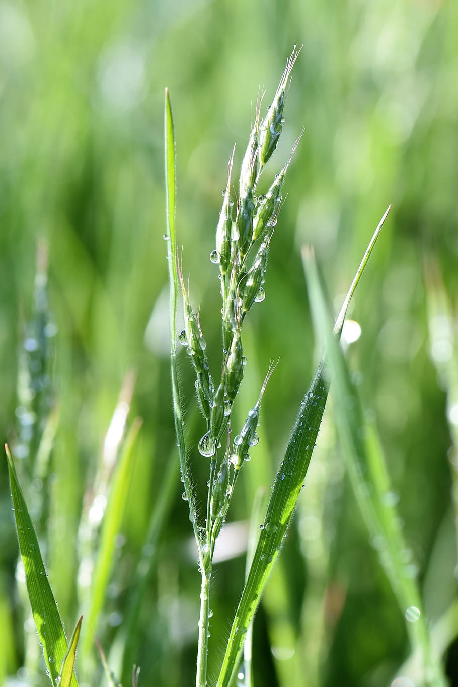 Grass, Meadow, Raindrop, Nature, Green, grasses, blade of grass HD wallpaper