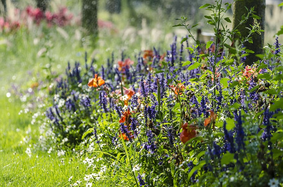 flowers, plant, salvia, canna, sea of flowers, summer, nature, HD wallpaper