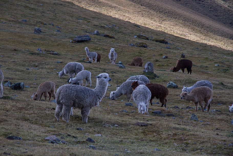llama of green field, group of sheep, herd, alpaca, animal, hillside HD wallpaper