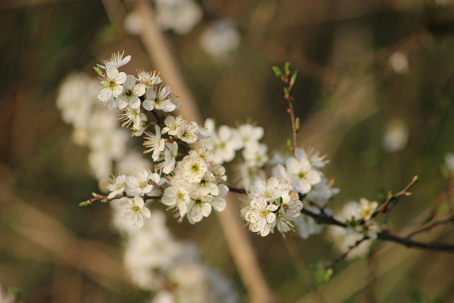 ride, spring, nature, bees, petals, white flowers, flowering HD wallpaper