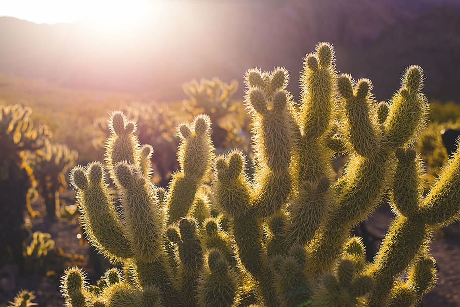sunlight on cactus, sunny, nature, green, landscape, desert HD wallpaper