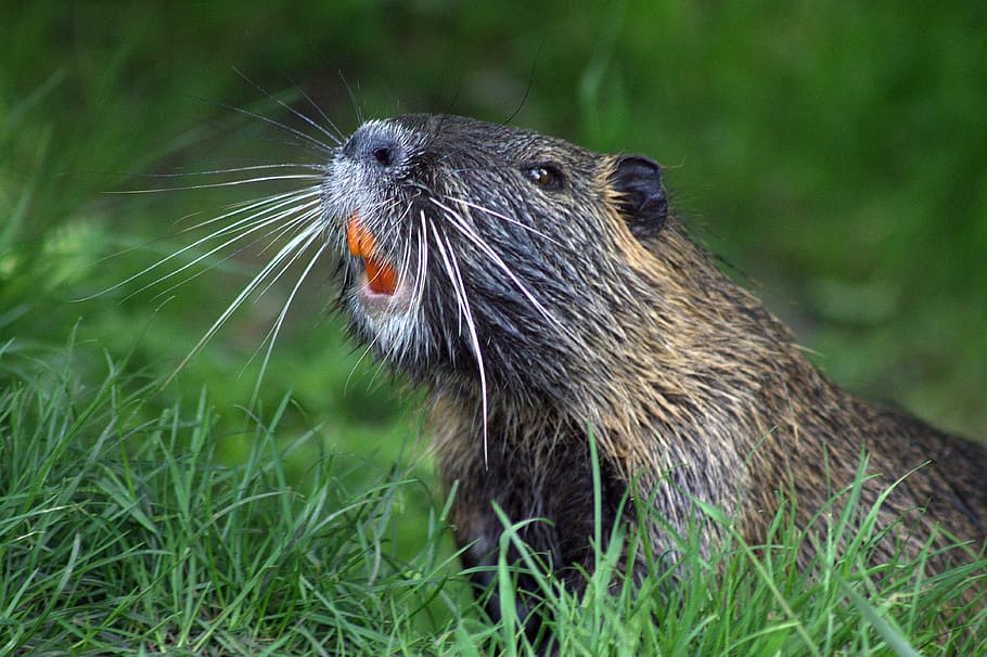 animal on green grasses, beaver, nature, beaver protection, rodent, HD wallpaper