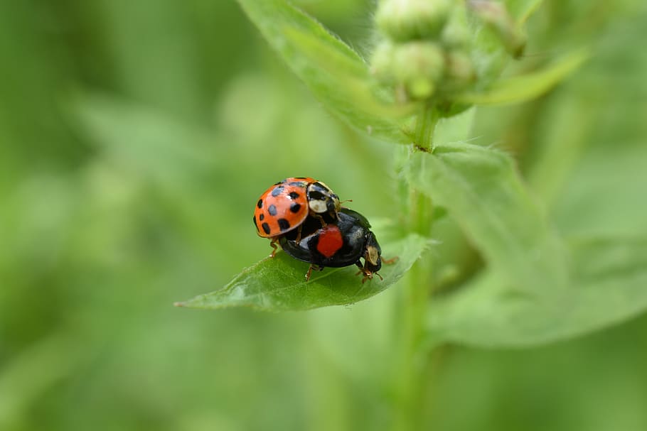 ladybug, red, affix, hangang park, invertebrate, animal wildlife HD wallpaper