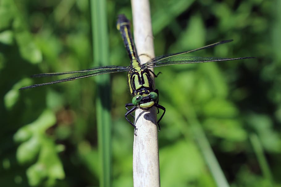 dragonfly, insect, close, flight insect, creature, focus on foreground HD wallpaper