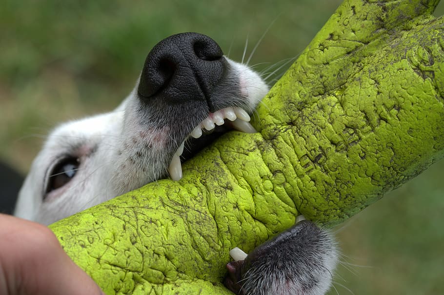 short-coated white dog biting green dog bite toy, jack russell, HD wallpaper