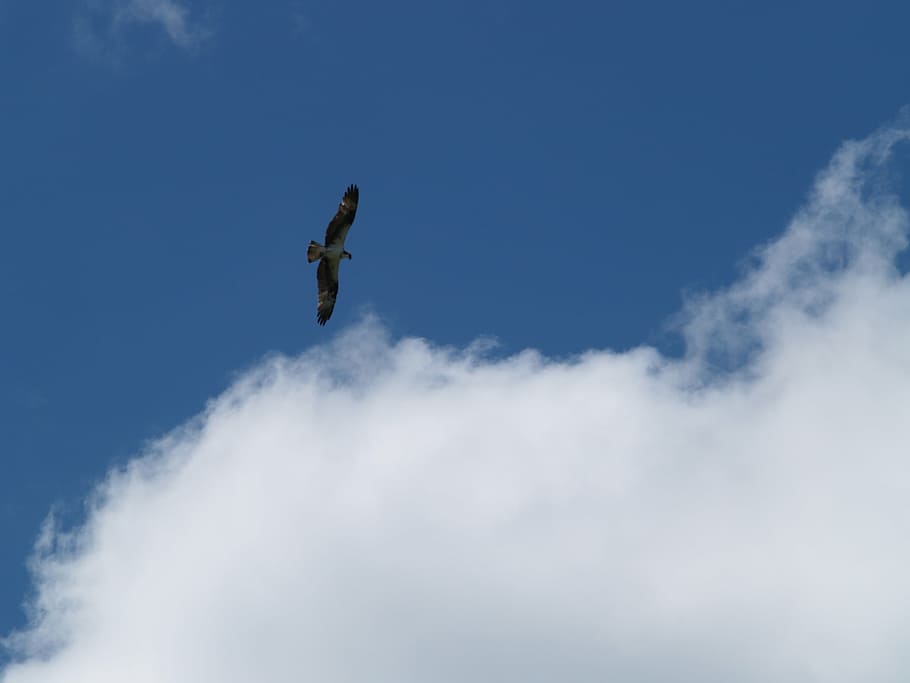 birds, flying, osprey, low angle view, sky, one person, cloud - sky HD wallpaper
