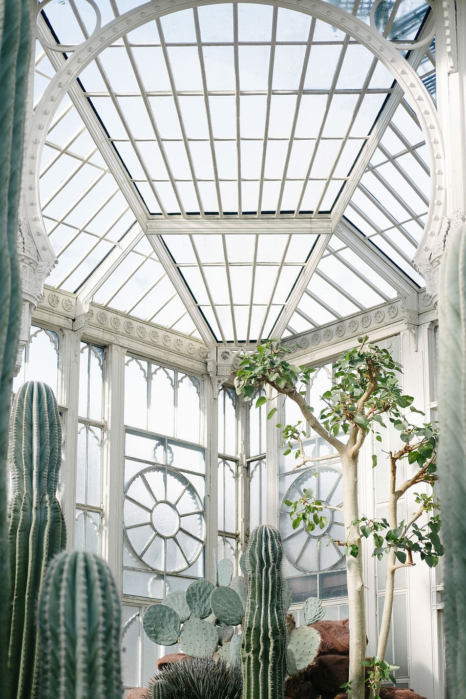 indoor tree and cactus near windowpane, white green house with green cactus HD wallpaper