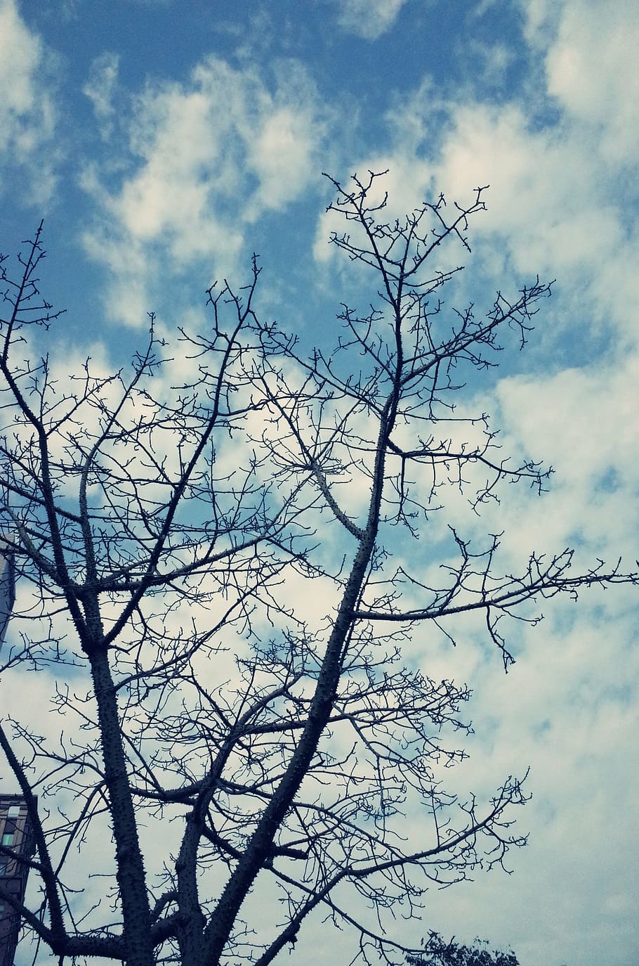 sky, blue day, baiyun, branches, wide, serenity, cloud - sky, HD wallpaper