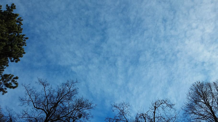 Sky, Clouds, Cloudy, Background, blue, trees, cirrocumulus HD wallpaper