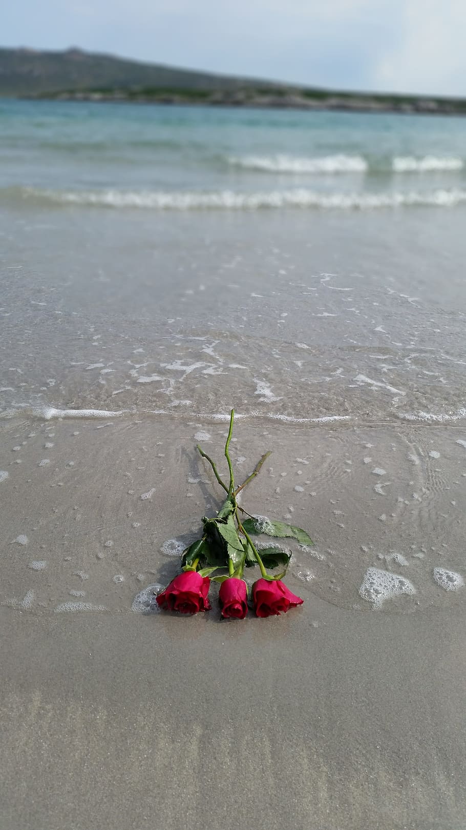 Hd Wallpaper Rose Beach Water Sand Sea Ocean Romantic Red Romance Wallpaper Flare