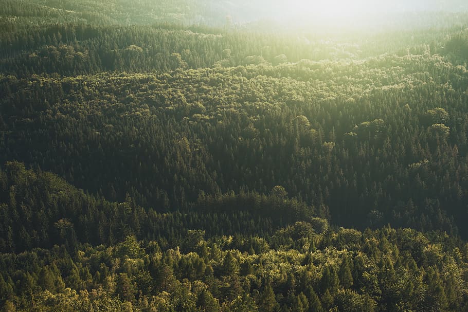 nature, forest, trees, outdoors, conifer, daylight, evergreen HD wallpaper