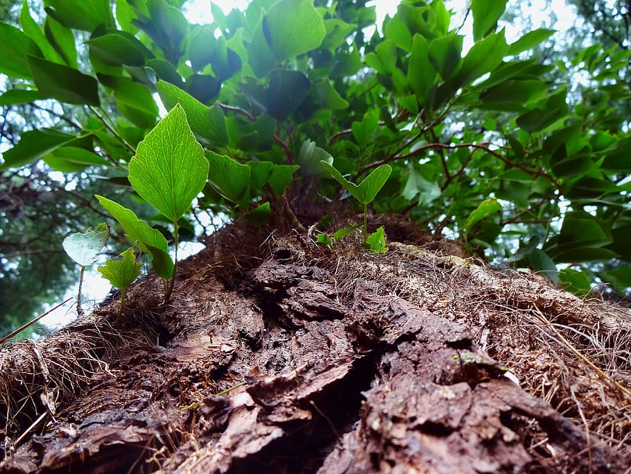 tree, green, leaf, summer, nature, forest, plant, season, branches HD wallpaper