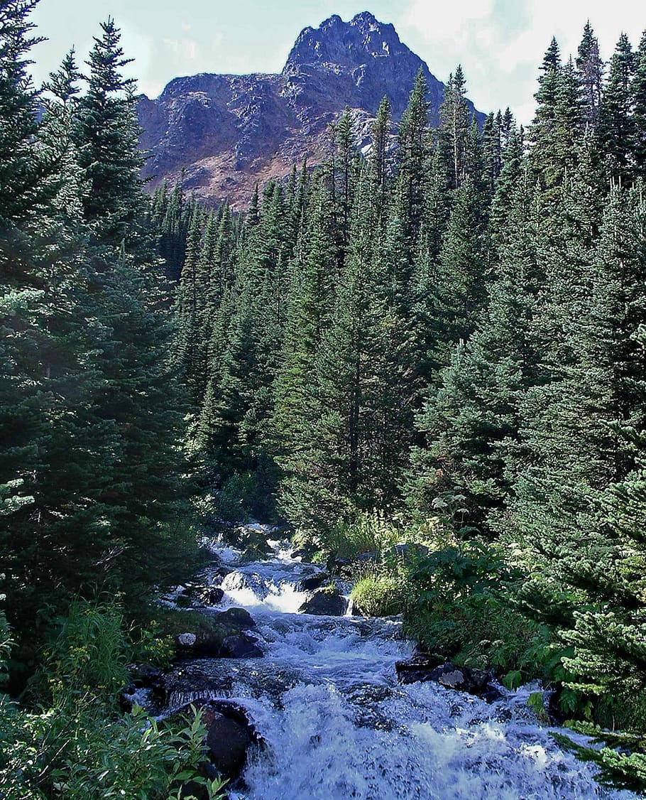 Rugged Mountain, Forest, River, tree, pine tree, scenics, nature HD wallpaper