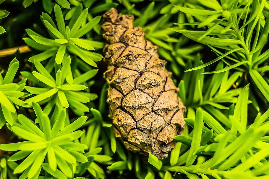 nature, flora, leaf, desktop, tree, pinecone, green color, plant HD wallpaper