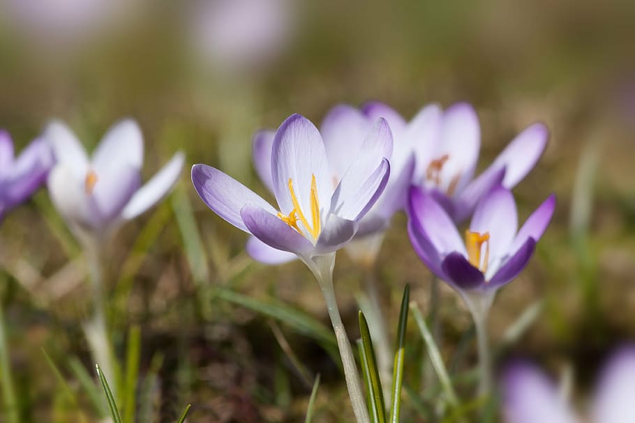 spring, crocus, schwertliliengewaechs, spring crocus, flower HD wallpaper